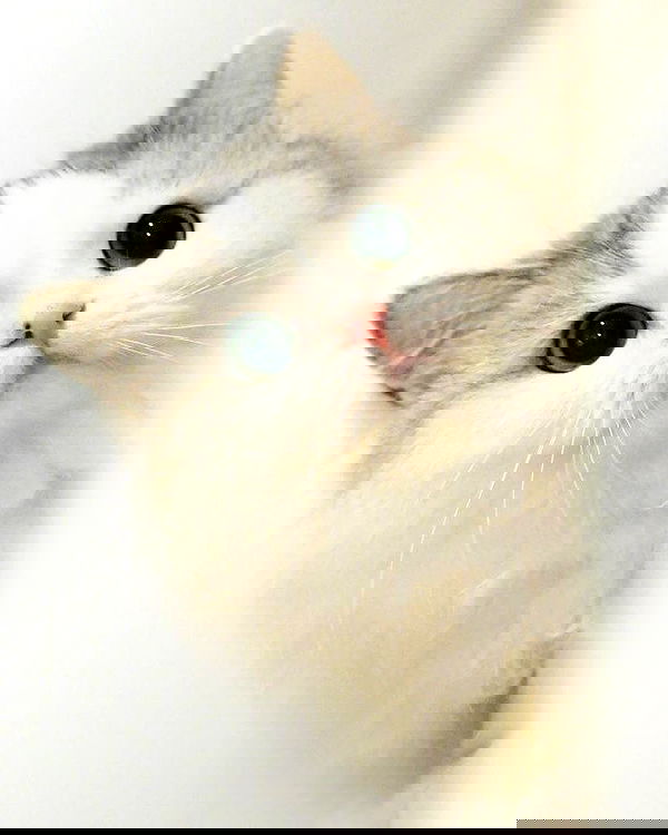 lapatronaz lapatronaz archive image