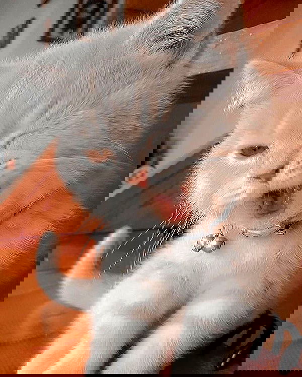 lapatronaz lapatronaz archive image