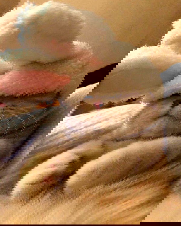 lapatronaz lapatronaz archive image