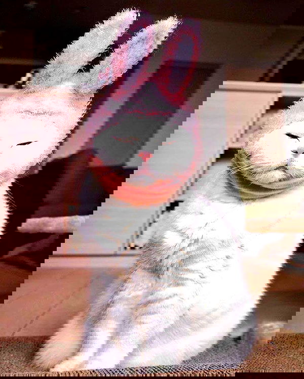 lapatronaz lapatronaz archive image