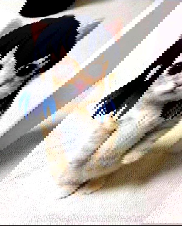 lapatronaz lapatronaz archive image