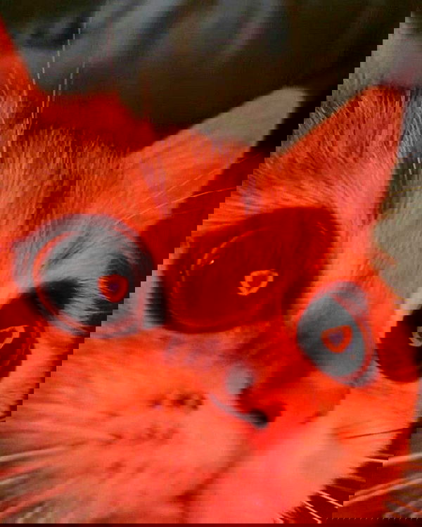 lapatronaz lapatronaz archive image