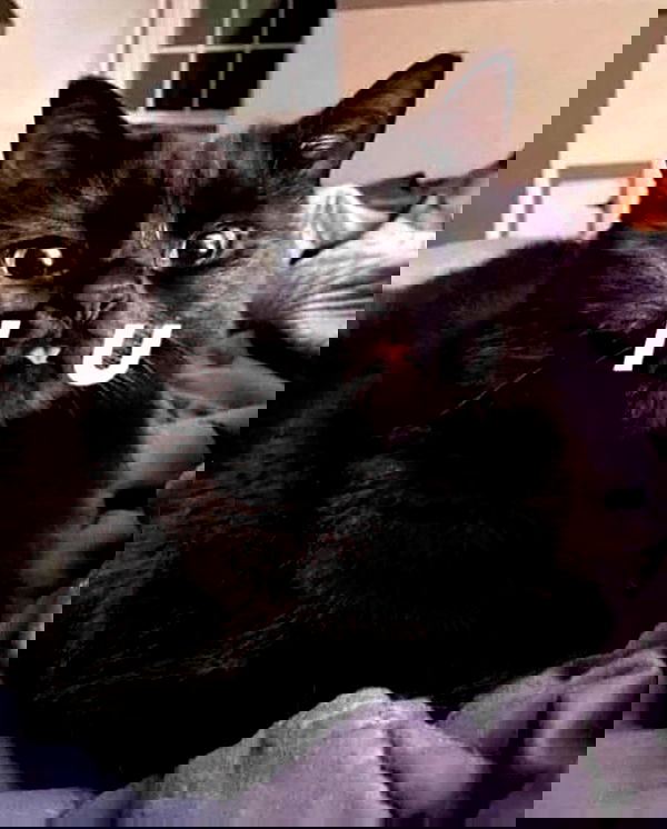 lapatronaz lapatronaz archive image