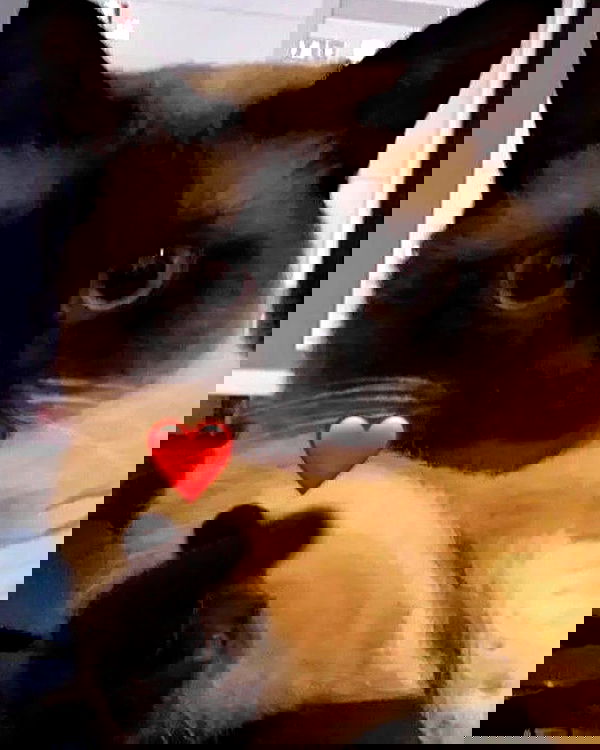 lapatronaz lapatronaz archive image