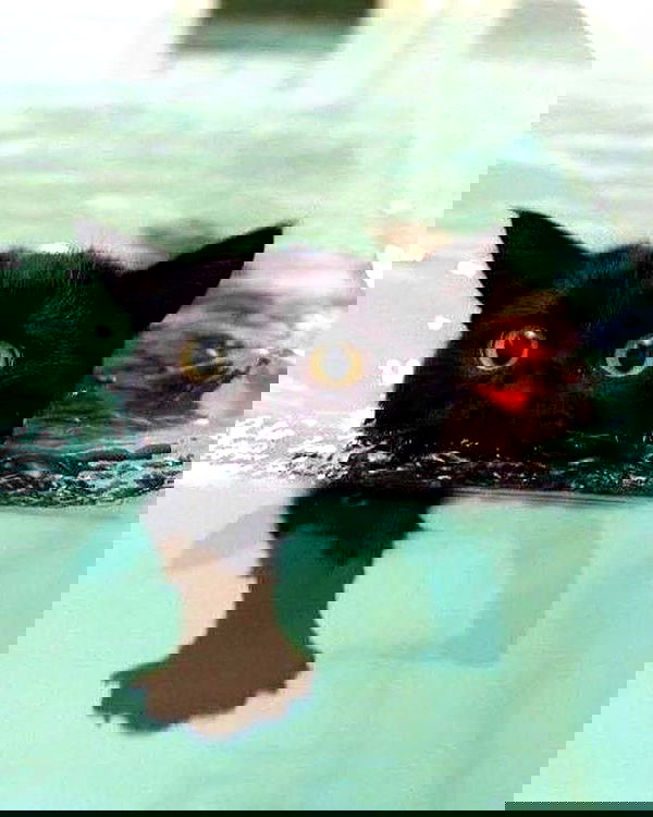 lapatronaz lapatronaz archive image