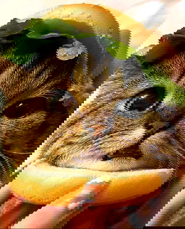 lapatronaz lapatronaz archive image