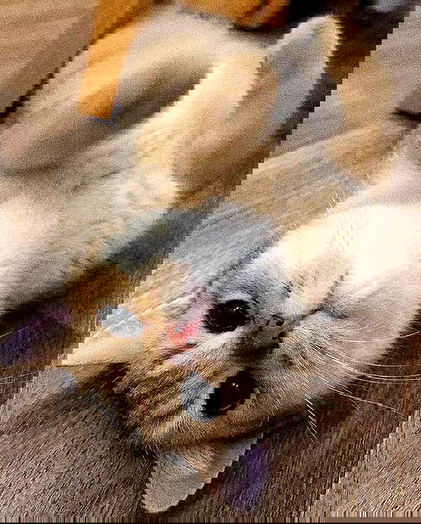 lapatronaz lapatronaz archive image