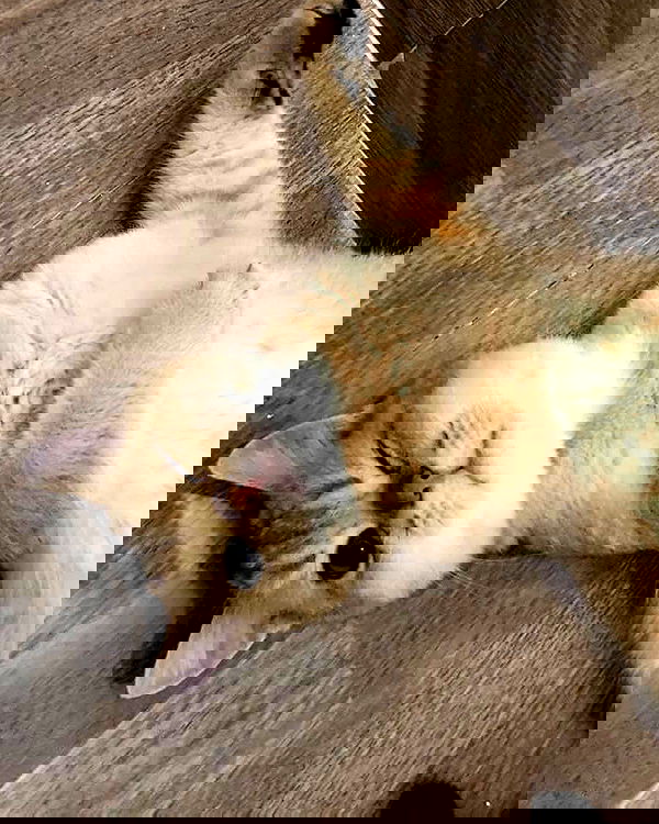 lapatronaz lapatronaz archive image