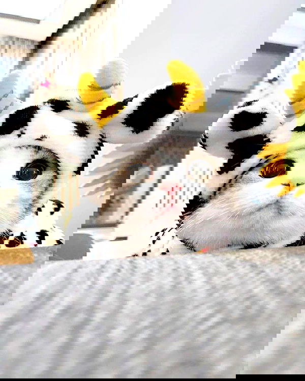 lapatronaz lapatronaz archive image