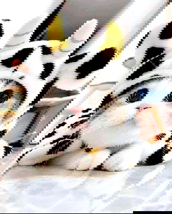 lapatronaz lapatronaz archive image