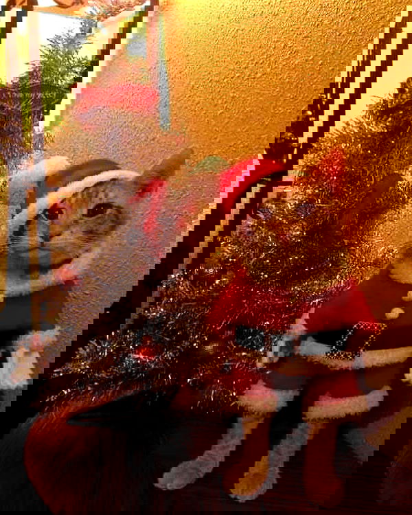 lapatronaz lapatronaz archive image