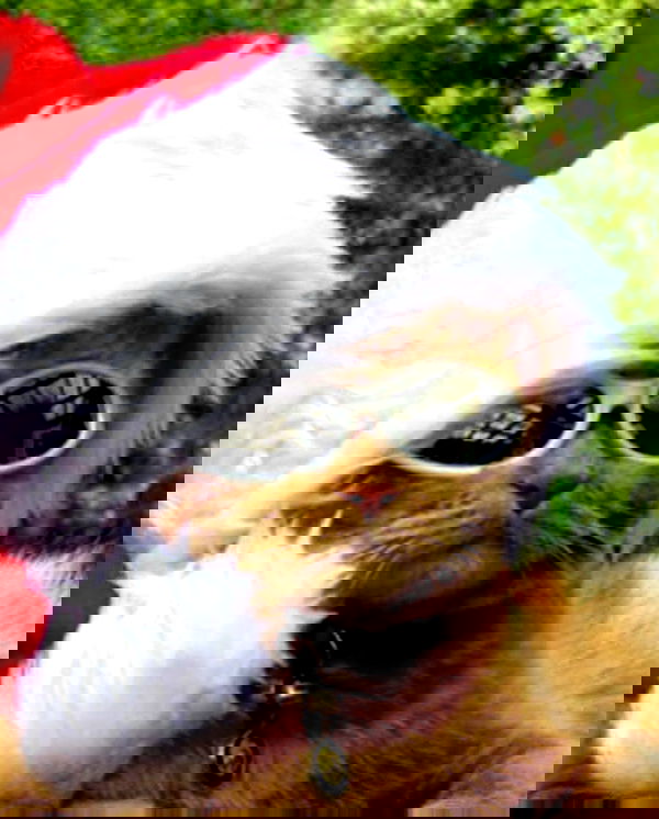 lapatronaz lapatronaz archive image