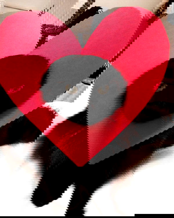 lapatronaz lapatronaz archive image