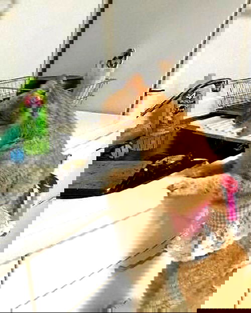 lapatronaz lapatronaz archive image