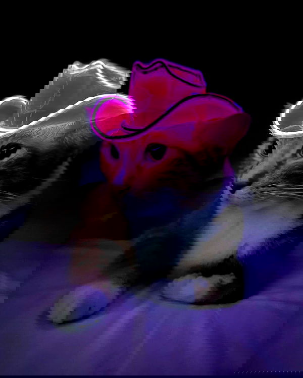 lapatronaz lapatronaz archive image