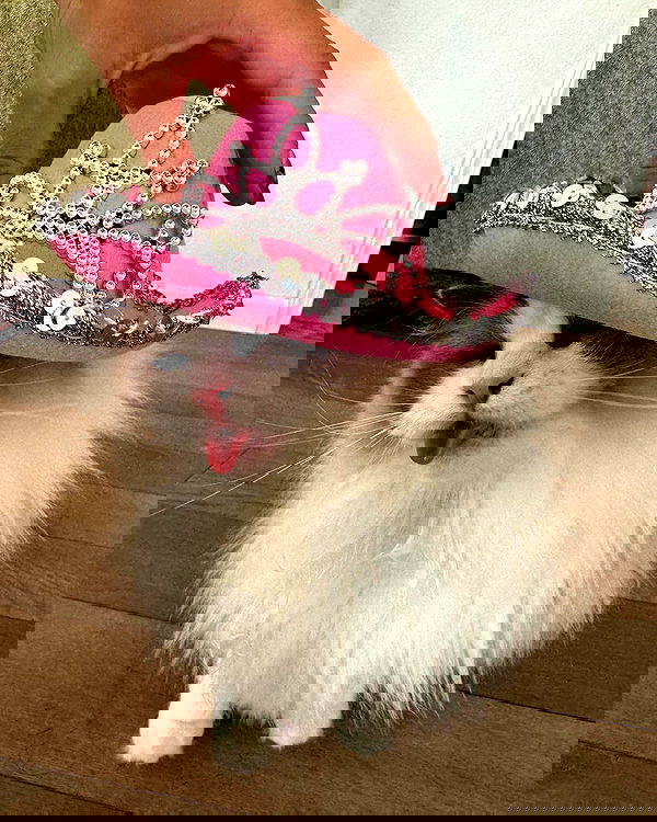 lapatronaz lapatronaz archive image