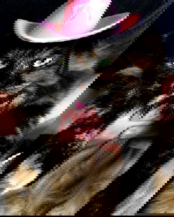 lapatronaz lapatronaz archive image