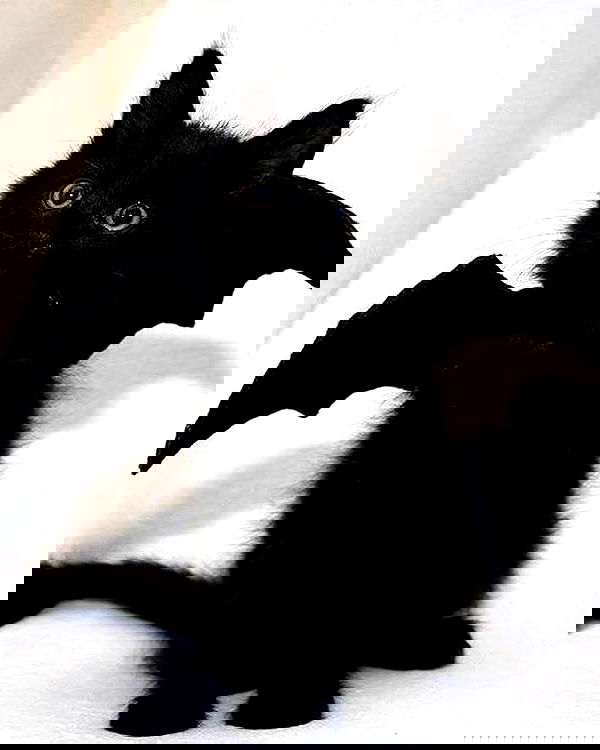 lapatronaz lapatronaz archive image