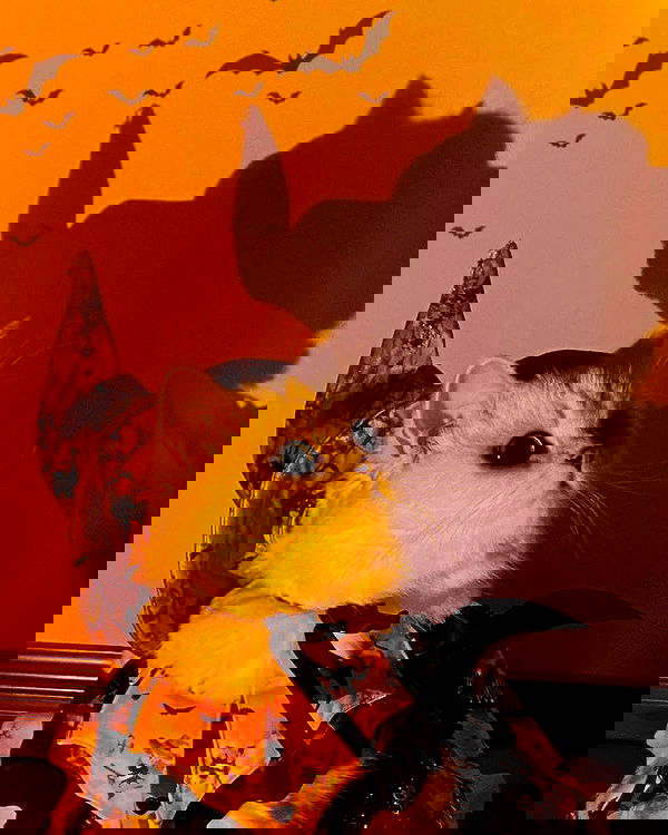 lapatronaz lapatronaz archive image