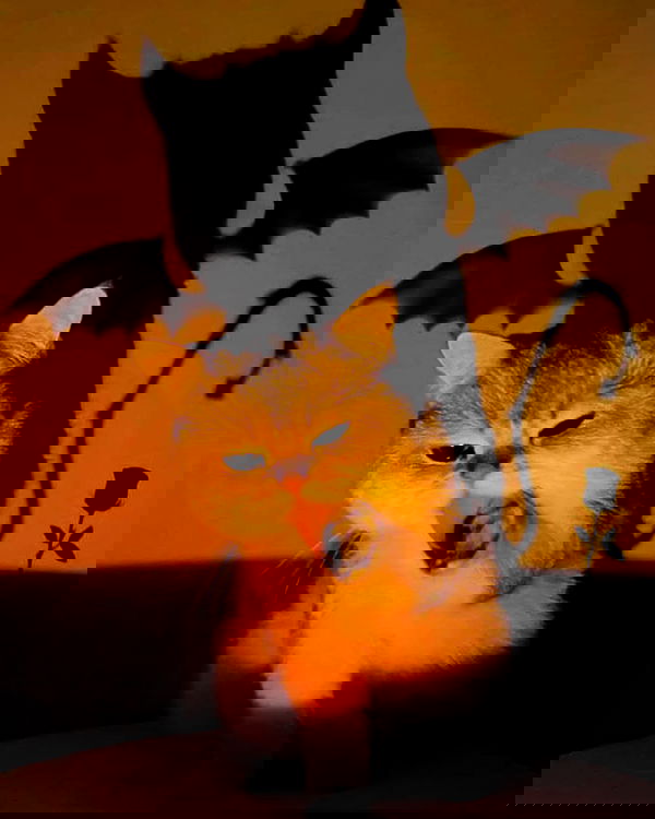 lapatronaz lapatronaz archive image