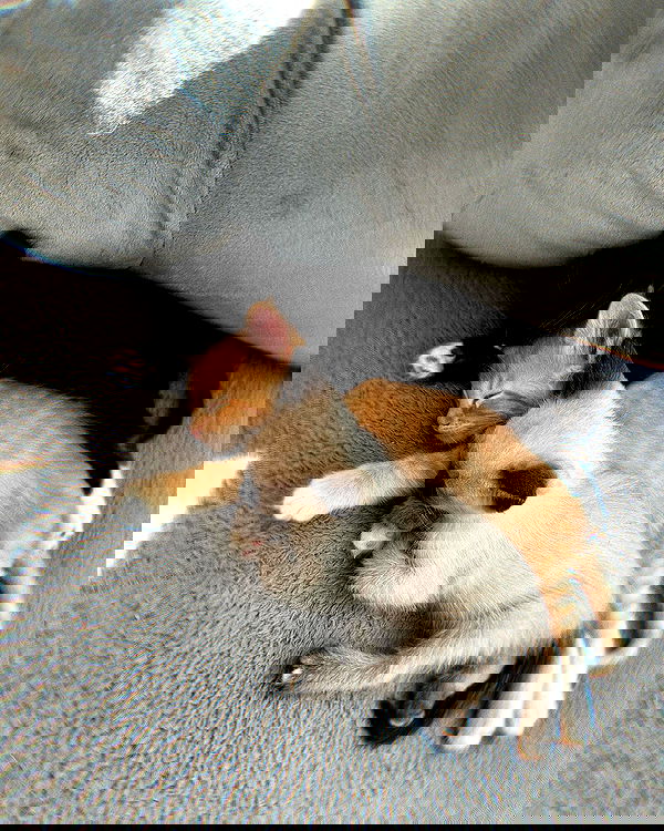 lapatronaz lapatronaz archive image