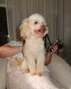 lara.roseb Altpins Profile Picture