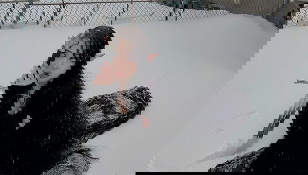 laurinchhhe image ~ Altpins