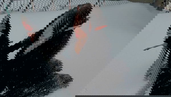 laurinchhhe image ~ Altpins