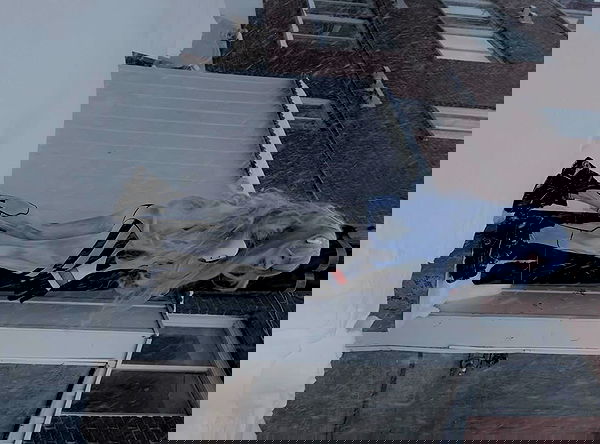 laurinchhhe image ~ Altpins