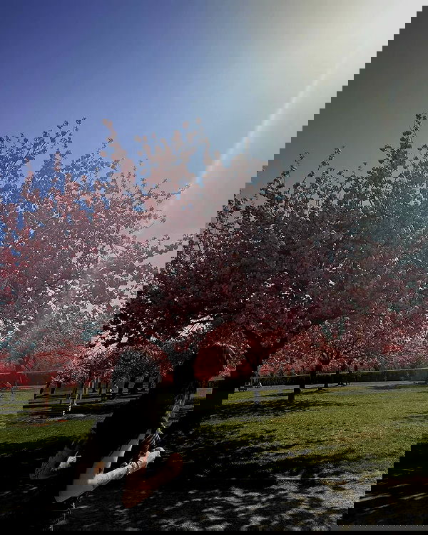 laurinchhhe image ~ Altpins