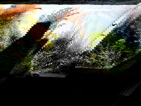 laurinchhhe image ~ Altpins