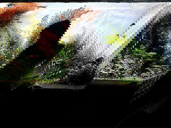 laurinchhhe image ~ Altpins