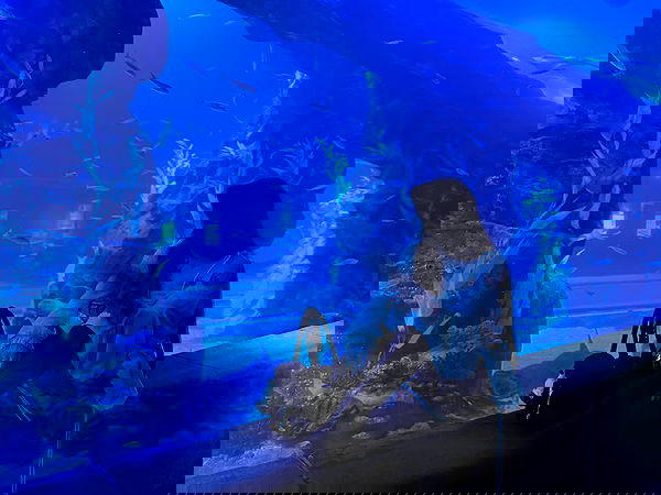 laurinchhhe image ~ Altpins