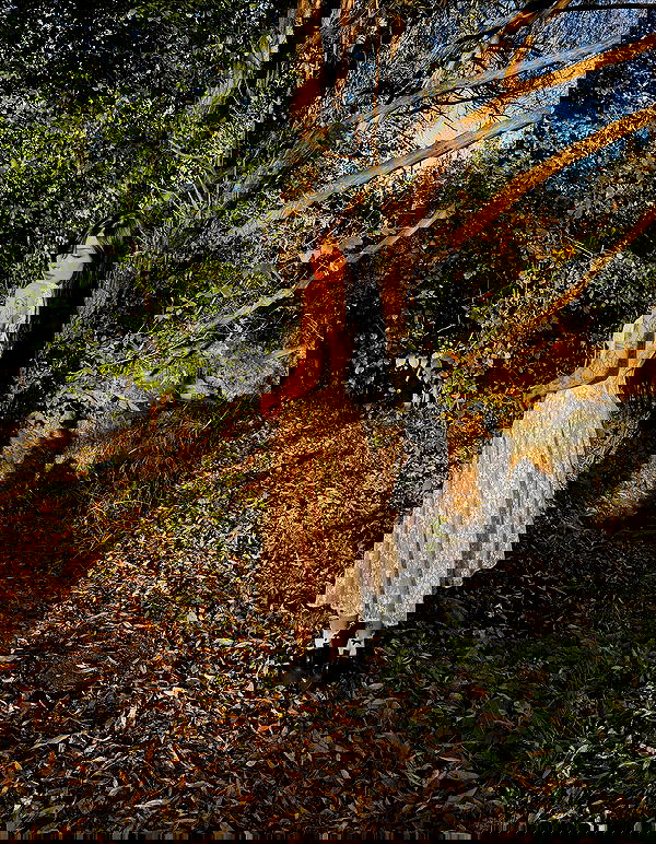 laurinchhhe image ~ Altpins