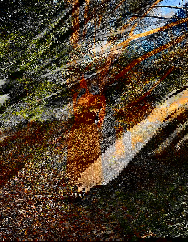 laurinchhhe image ~ Altpins