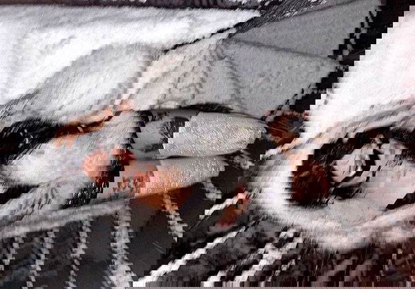 laurinchhhe image ~ Altpins