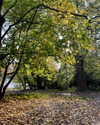 leelafleck Altpins Profile Picture