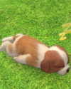 lena_kitsune Altpins Profile Picture