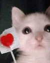 lena_kitsune Altpins Profile Picture