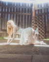 lena_kitsune Altpins Profile Picture