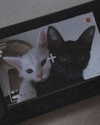 lena_kitsune Altpins Profile Picture