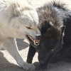 lerasww Altpins Profile Picture