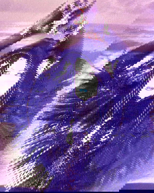 li.zi.707 li.zi.707 archive image