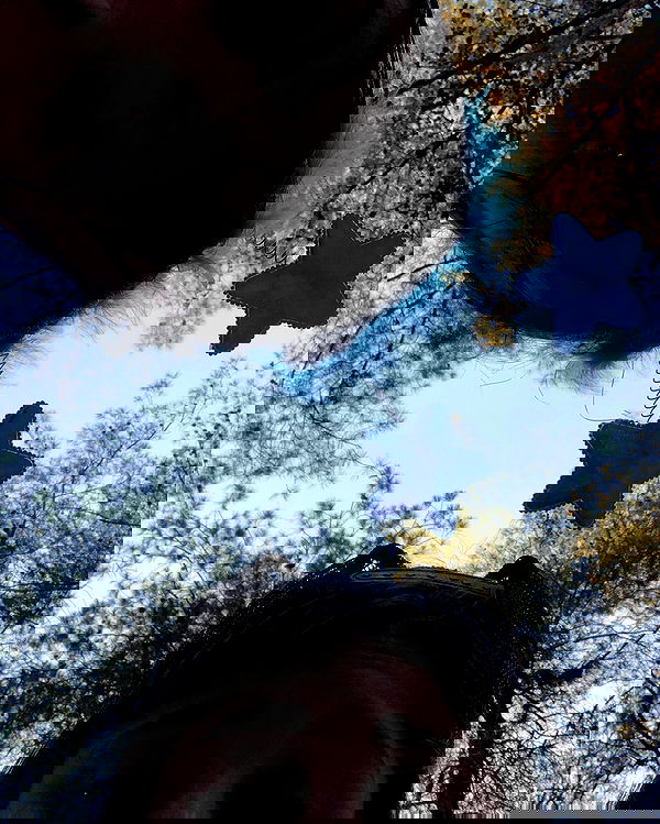 lia_abramovich image ~ Altpins