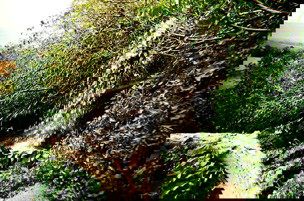 lia_abramovich image ~ Altpins