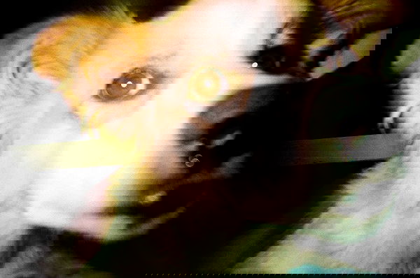 lia_abramovich image ~ Altpins