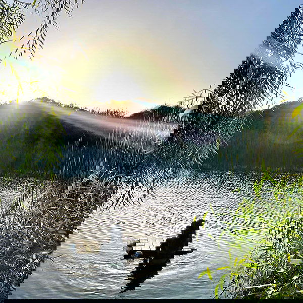 liad.arazi image ~ Altpins