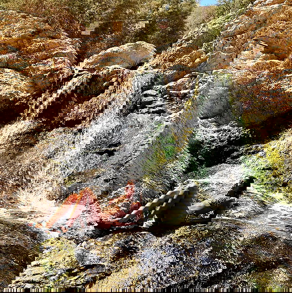 liad.arazi image ~ Altpins