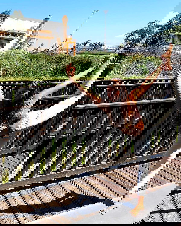 liad.arazi image ~ Altpins