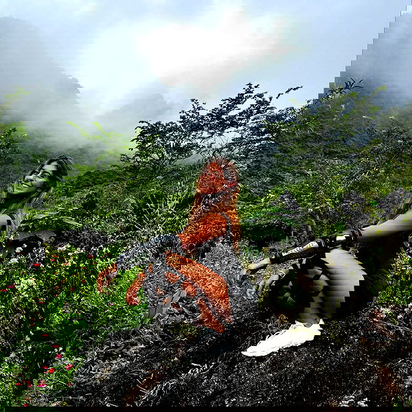 liad.arazi image ~ Altpins